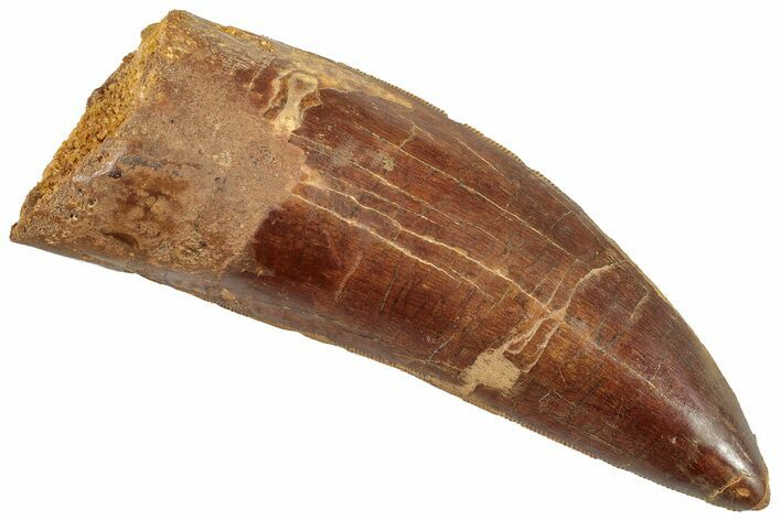 Serrated, Carcharodontosaurus Tooth - Huge Dinosaur Tooth #245447